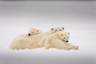 bear2.jpg