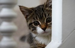 cat2.jpg