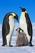 penguin.jpg