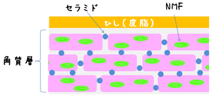 skin.png