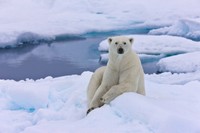 whitebear.jpg